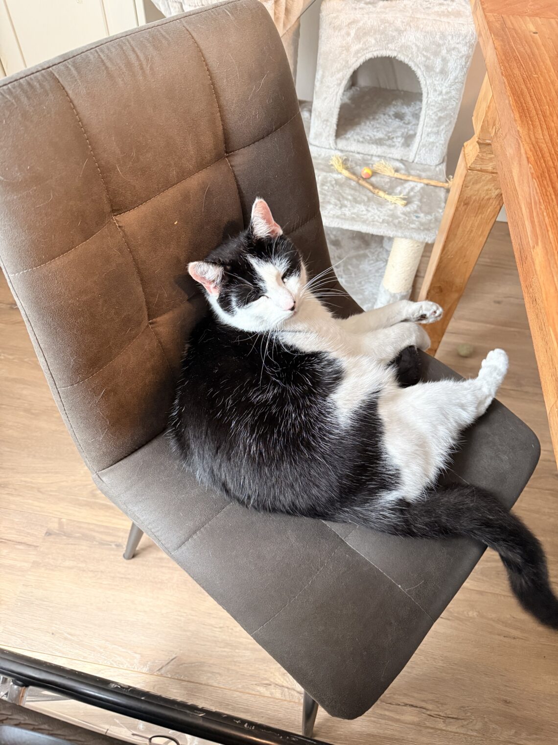 Bailey op de eetkamerstoel naast Jessica