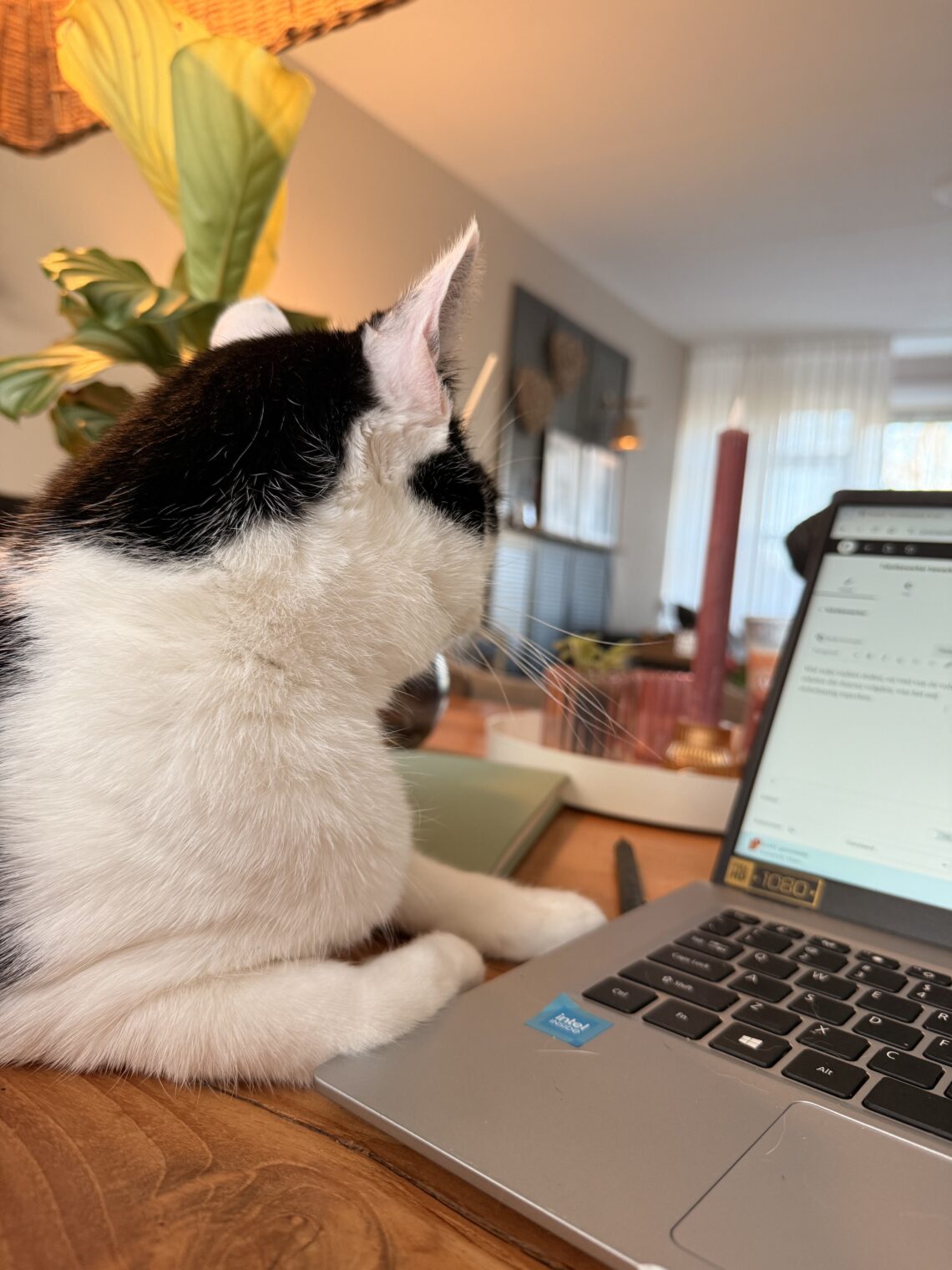 Bailey zoals altijd vlak bij me