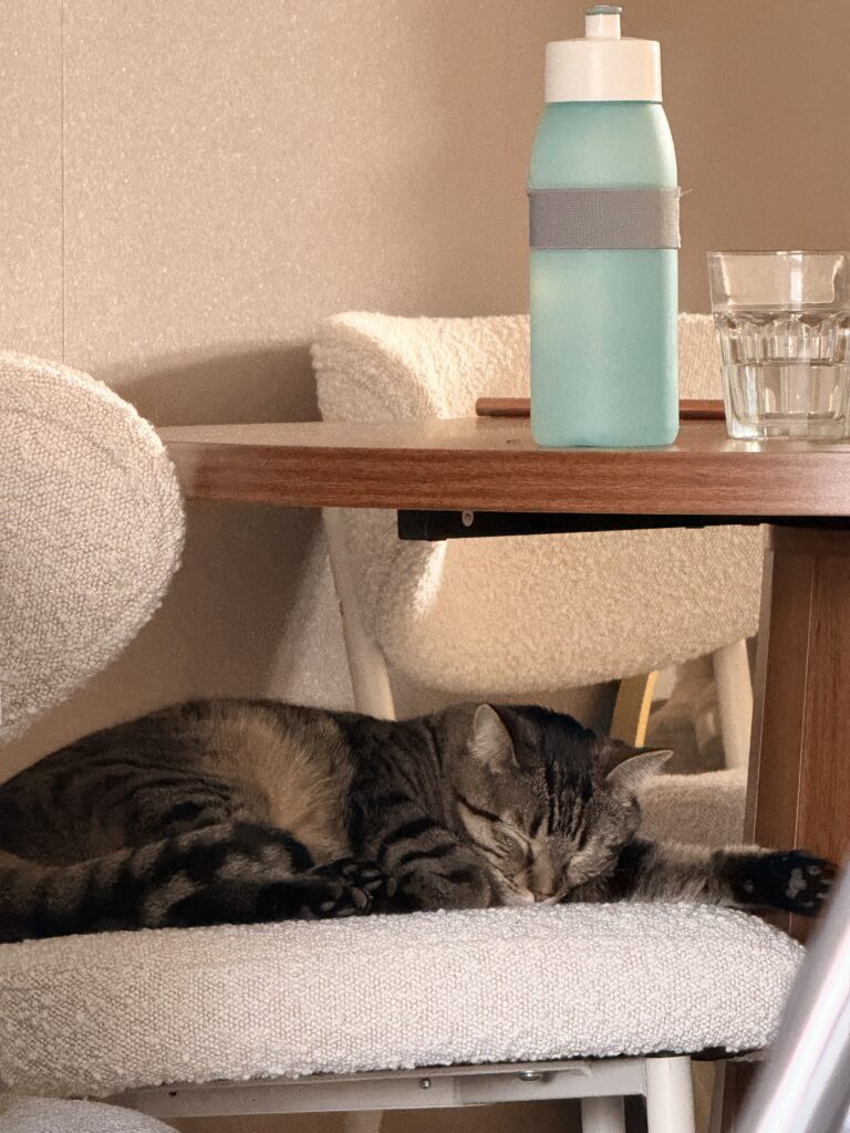 Simba de poes op de eetkamerstoel